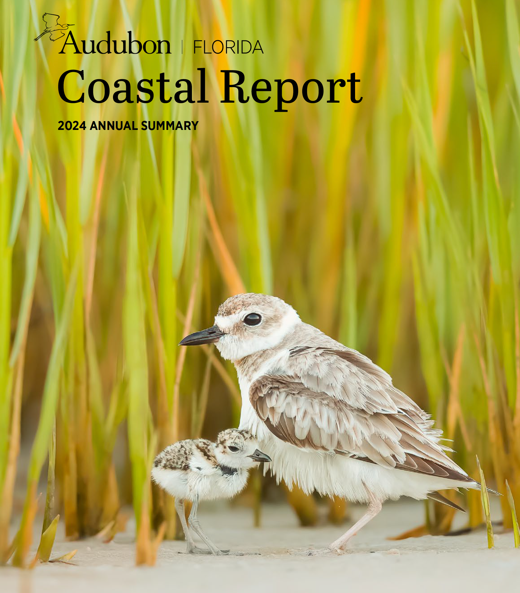Wilson's Plovers on the cover of the 2024 Audubon Florida Coastal Report